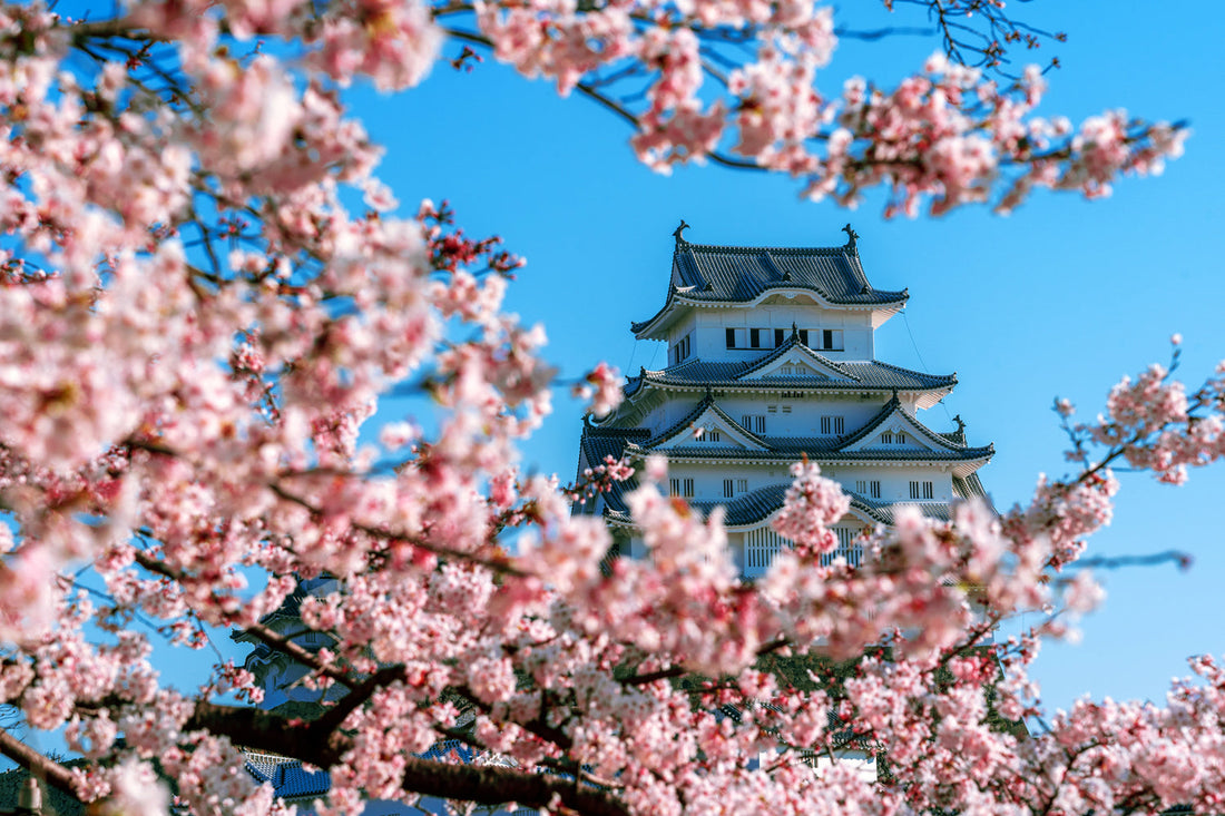 Hanami : la tradition japonaise des cerisiers en fleurs (et idées de décoration inspirées du sakura)